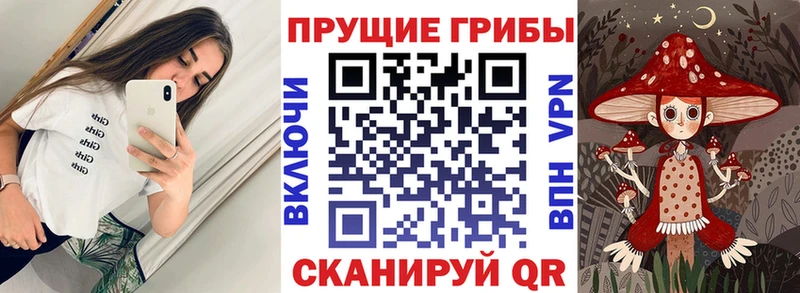 Псилоцибиновые грибы Psilocybine cubensis  Невельск 